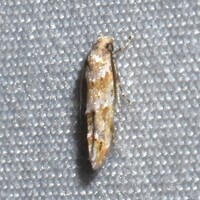 Mompha albocapitella 